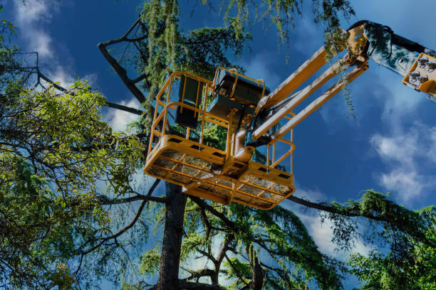 Best Tree Maintenance Programs  in Chepachet, RI