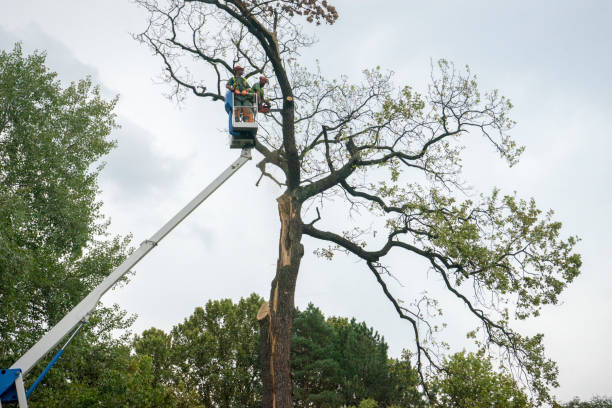 Chepachet, RI Tree Care Services Company