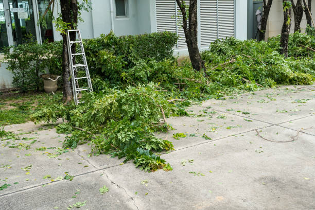 How Our Tree Care Process Works  in  Chepachet, RI